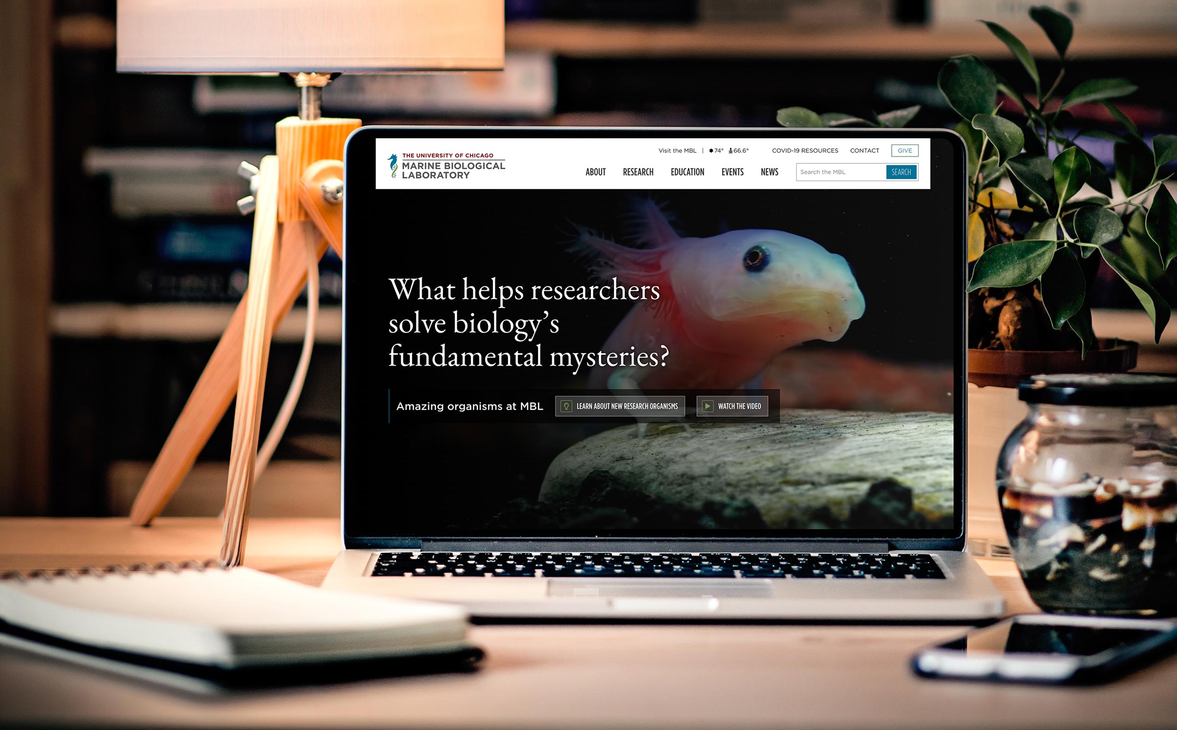 The homepage featuring a fish shown on a lapt on a desk with lamp in the background