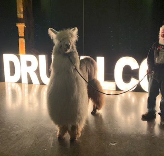A furry white llama takes the stage at DrupalCon.