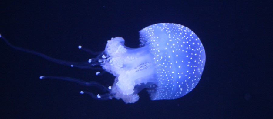 Blue and white jellyfish underwater. Photo by Maria Byg.