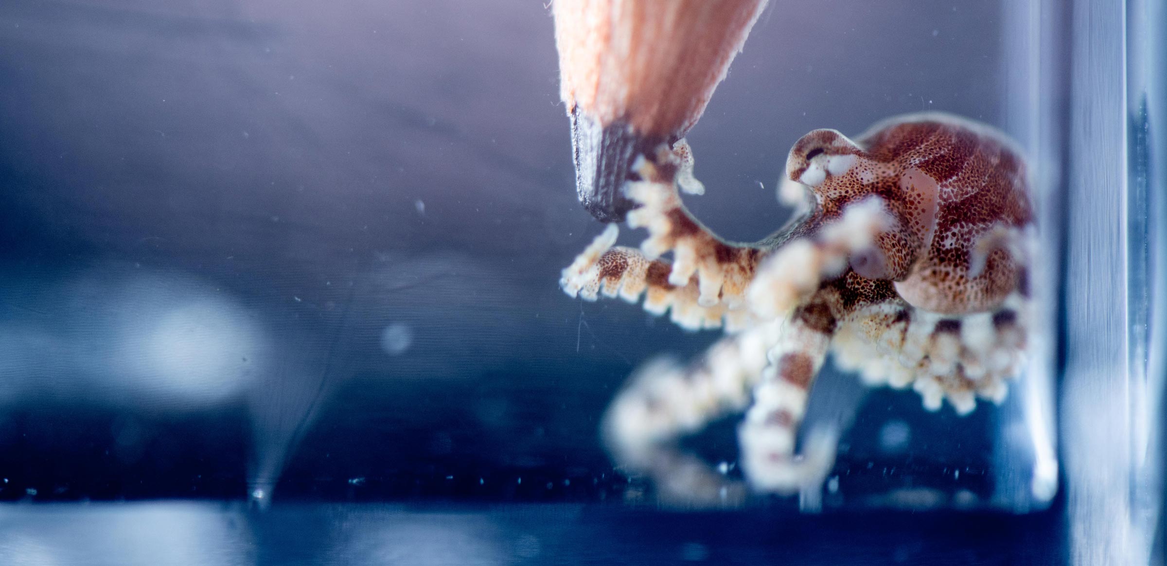 A pencil near a striped octopus