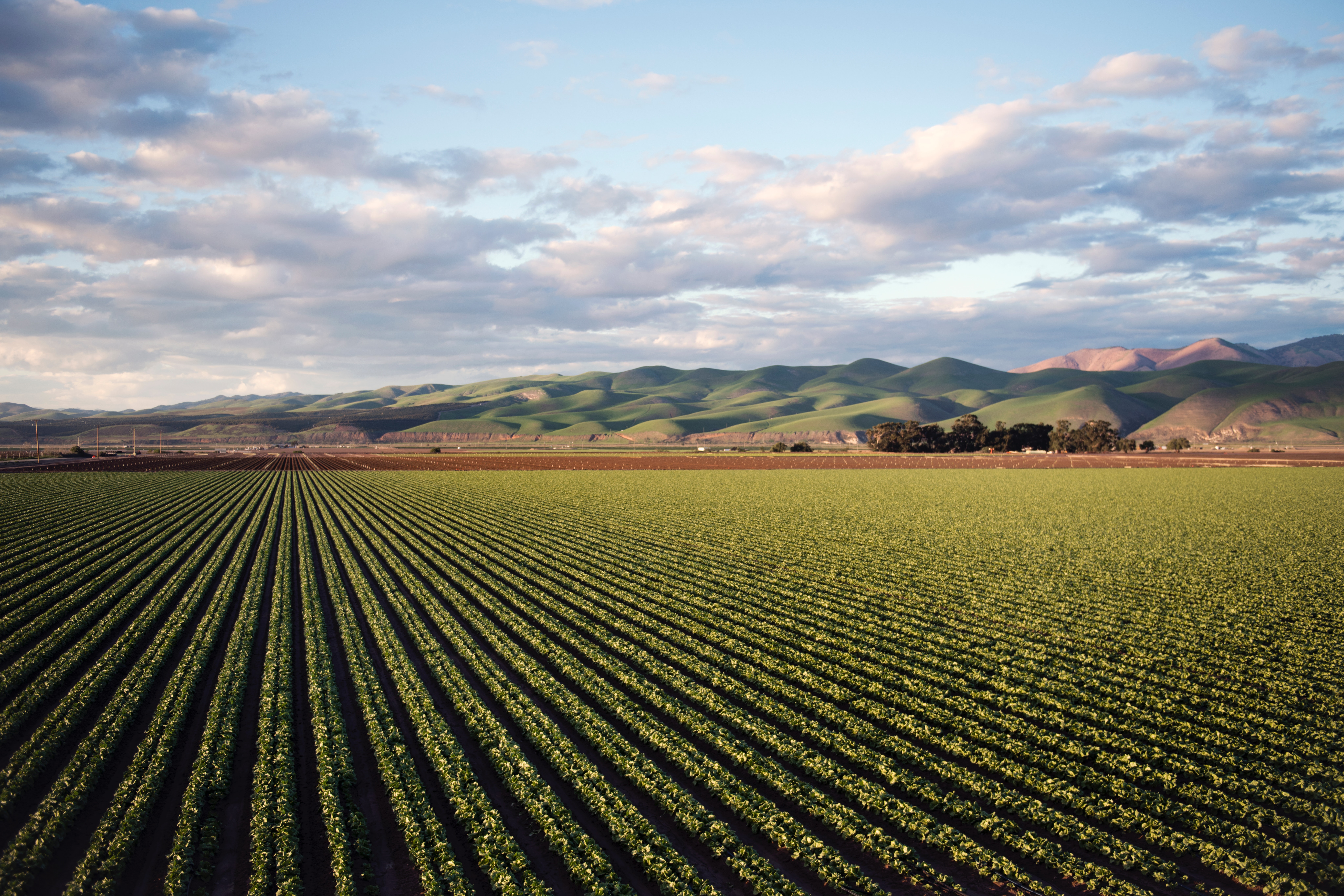Rows of crops with rolling hills in the background