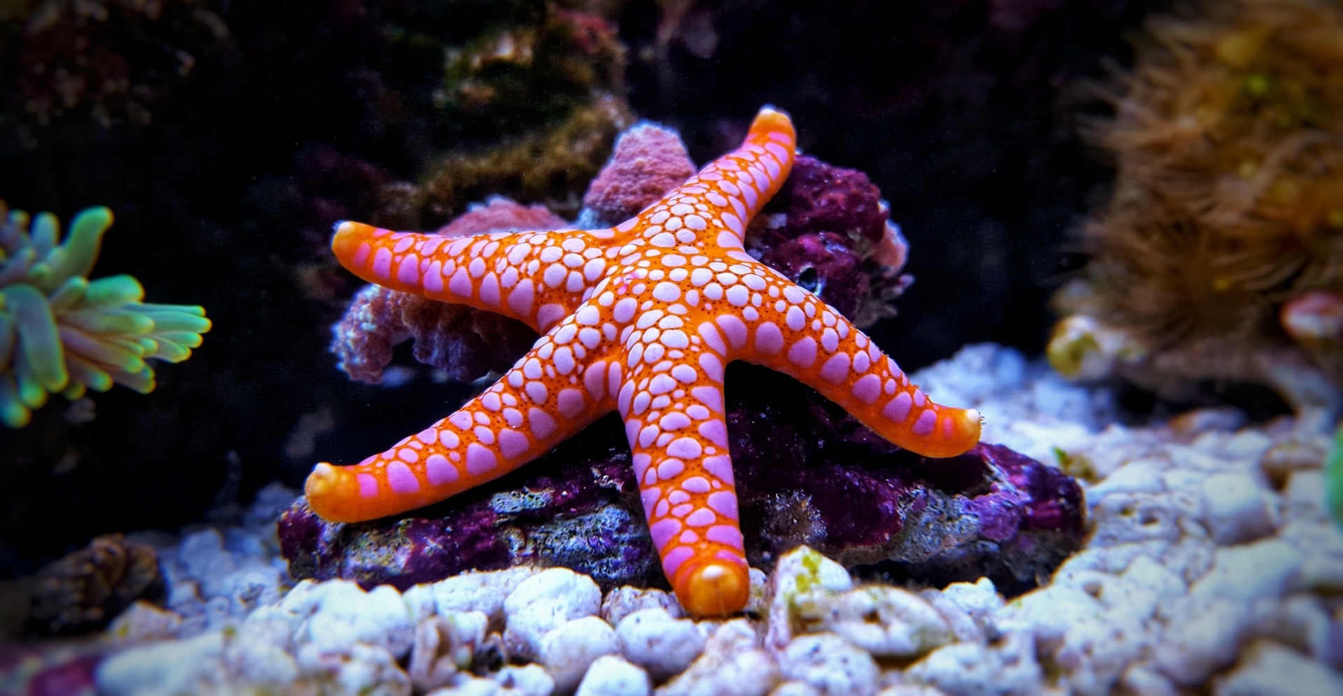 A starfish underwater