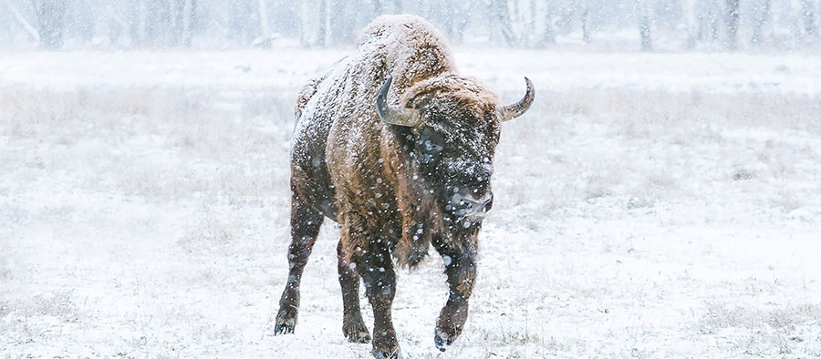 Bison running into a snowstorm