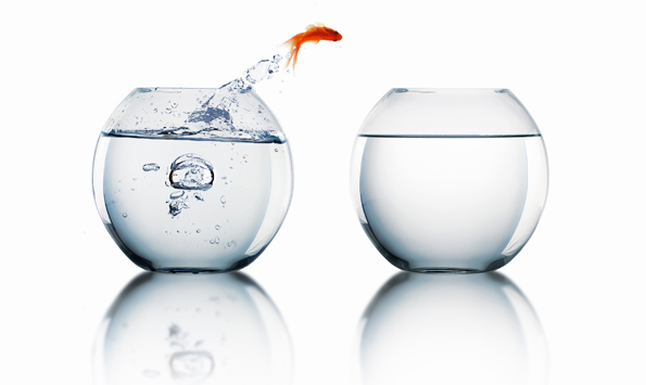 A goldfish jumping from one bowl of water to another.