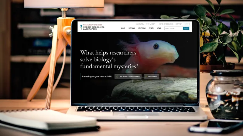 The homepage featuring a fish shown on a lapt on a desk with lamp in the background