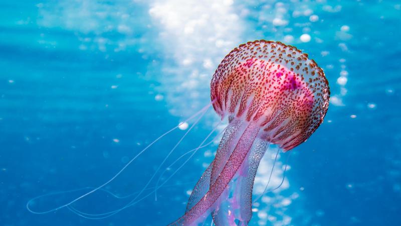 Jellyfish