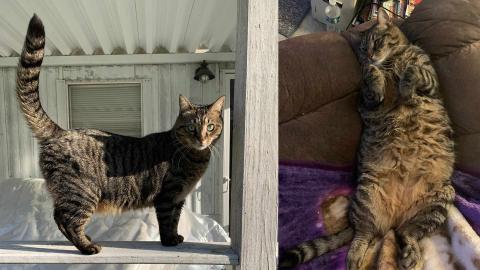 Two pictures of Shawn's cat, a brown and black stripped cat. On the left, the cat is standing on a railing with its tail raised up. On the right it is laying upside down on a couch with a fuzzy belly showing.