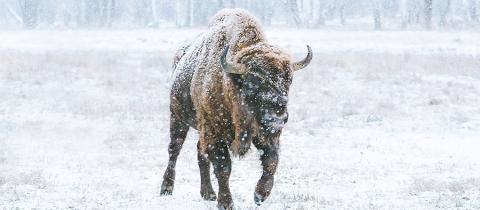 Bison running into a snowstorm