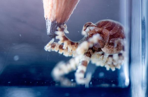 A pencil near a striped octopus