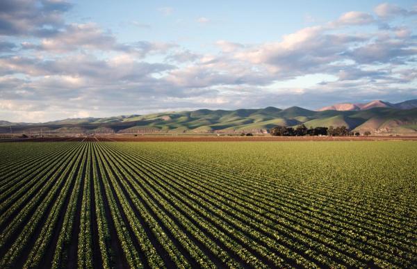 Large field of crops with the sky in the background