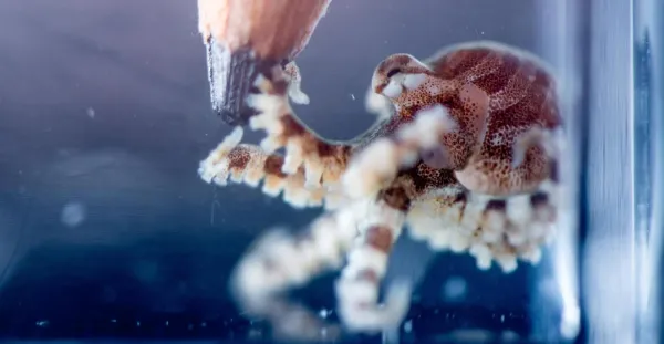 A pencil near a striped octopus