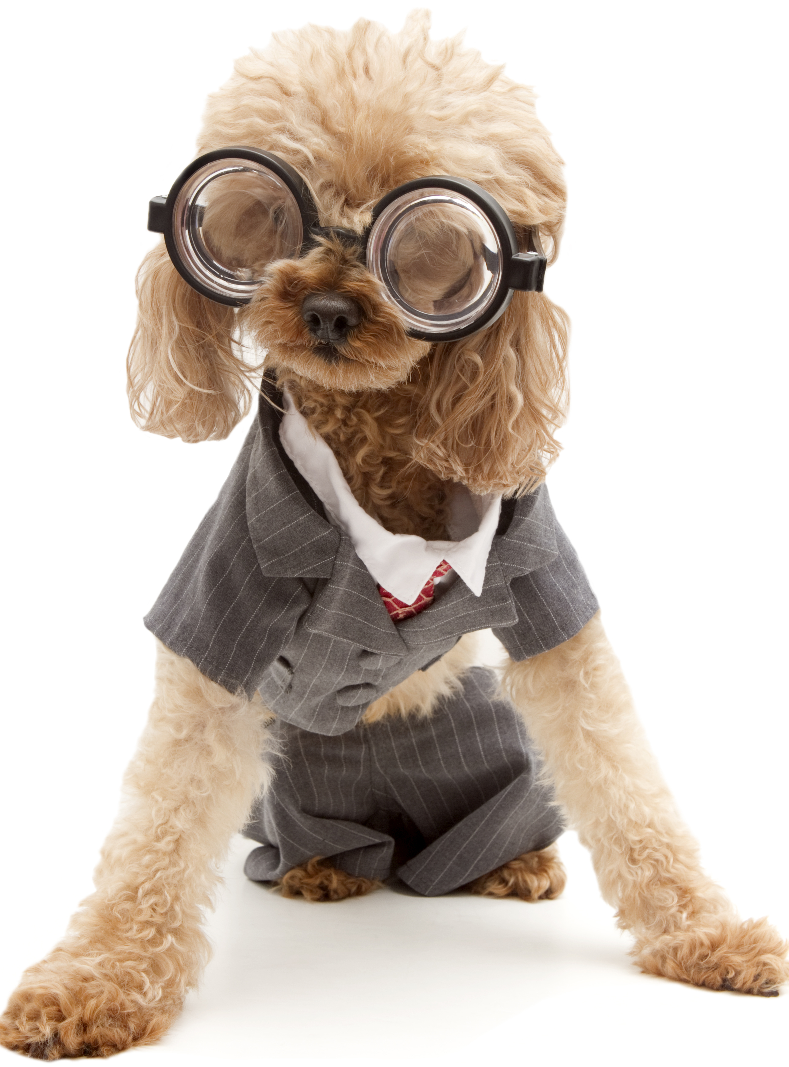 Dog dressed up in a glasses and work clothes like a working professional